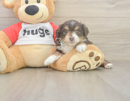 8 week old Mini Aussiedoodle Puppy For Sale - Pilesgrove Pups
