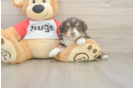 Best Mini Aussiedoodle Baby