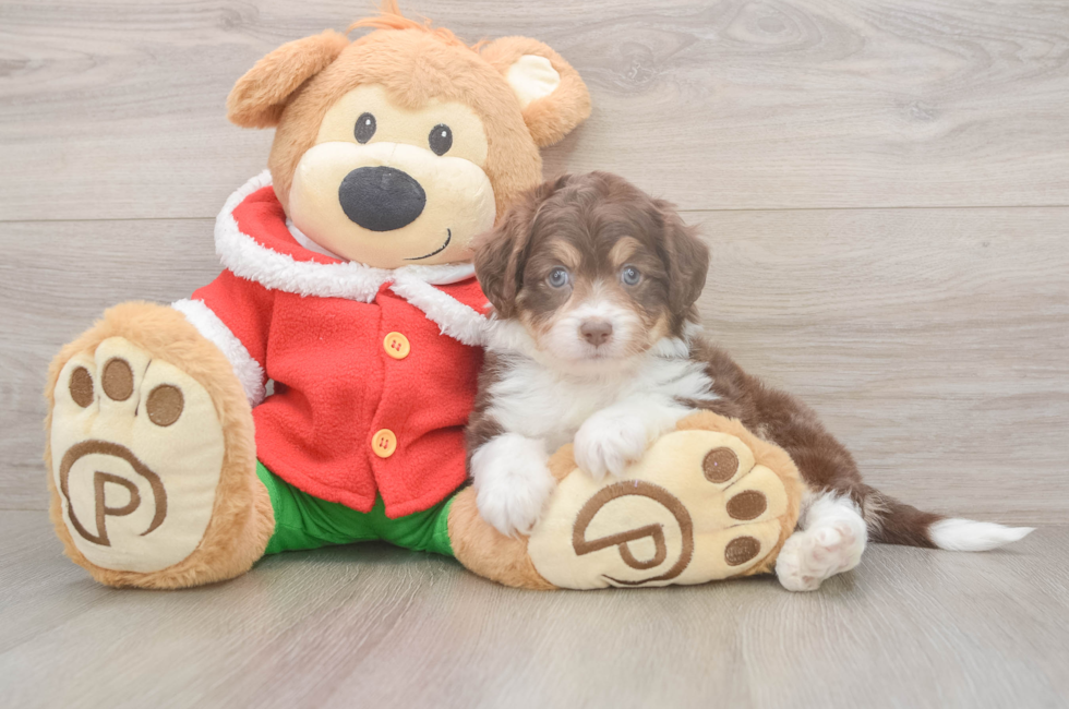 5 week old Mini Aussiedoodle Puppy For Sale - Pilesgrove Pups