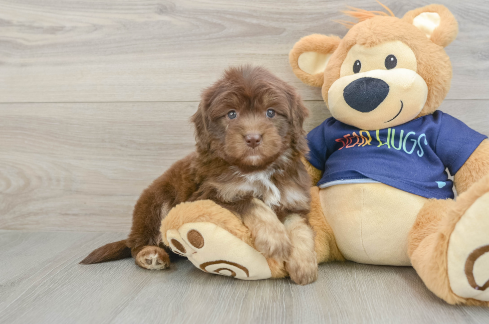 5 week old Mini Aussiedoodle Puppy For Sale - Pilesgrove Pups