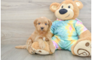 Cute Mini Aussiedoodle Baby