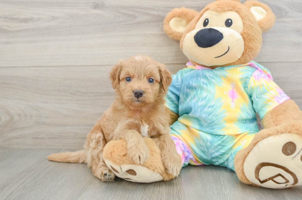 5 week old Mini Aussiedoodle Puppy For Sale - Pilesgrove Pups