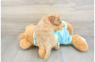 Hypoallergenic Aussiepoo Poodle Mix Puppy