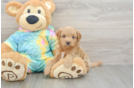 Little Mini Aussiepoo Poodle Mix Puppy