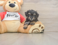 8 week old Mini Aussiedoodle Puppy For Sale - Pilesgrove Pups