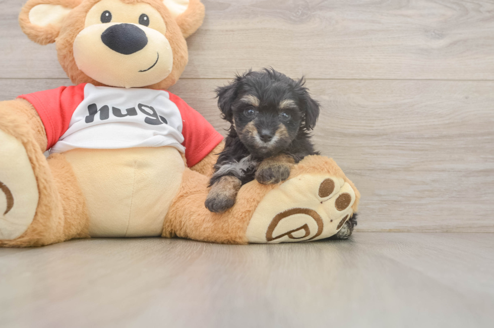 5 week old Mini Aussiedoodle Puppy For Sale - Pilesgrove Pups