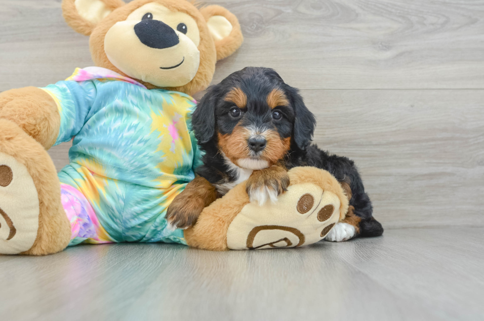 6 week old Mini Aussiedoodle Puppy For Sale - Pilesgrove Pups