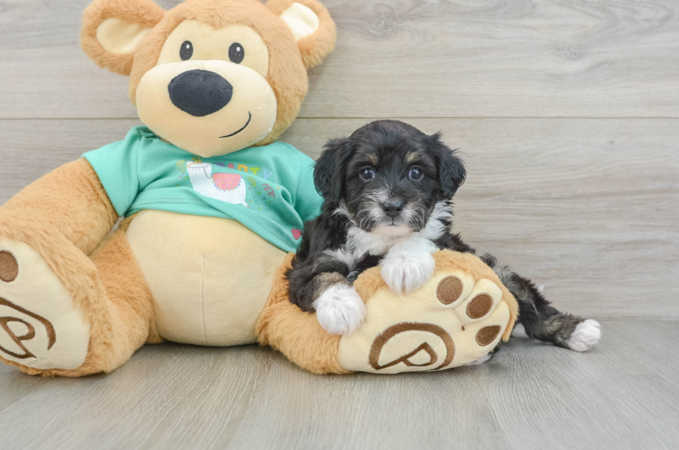 5 week old Mini Aussiedoodle Puppy For Sale - Pilesgrove Pups