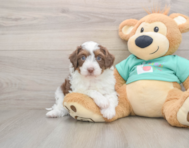 5 week old Mini Aussiedoodle Puppy For Sale - Pilesgrove Pups