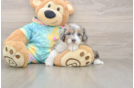 Best Mini Aussiedoodle Baby