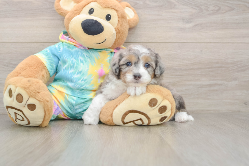 Best Mini Aussiedoodle Baby