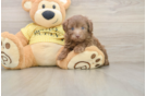 Best Mini Aussiedoodle Baby
