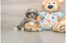 Cute Mini Aussiedoodle Baby
