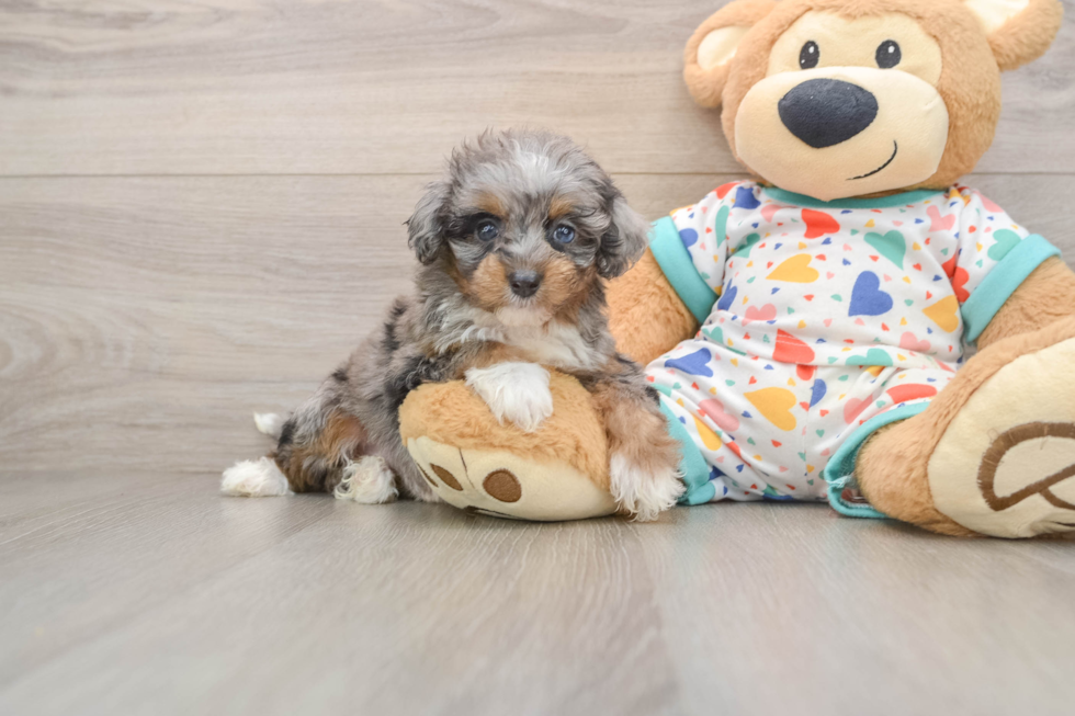 Cute Mini Aussiedoodle Baby
