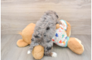 Mini Aussiedoodle Puppy for Adoption