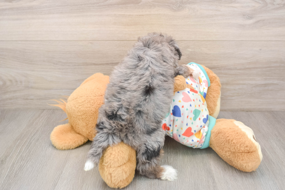 Mini Aussiedoodle Puppy for Adoption