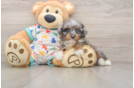 Funny Mini Aussiedoodle Poodle Mix Pup