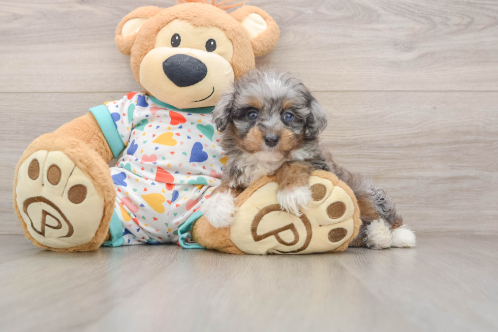 Funny Mini Aussiedoodle Poodle Mix Pup