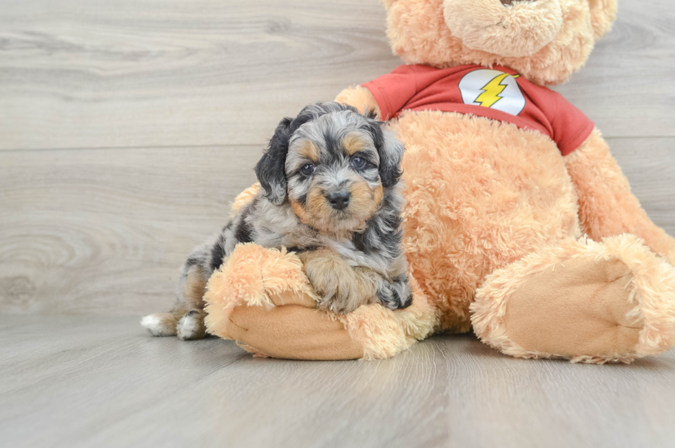 6 week old Mini Aussiedoodle Puppy For Sale - Pilesgrove Pups