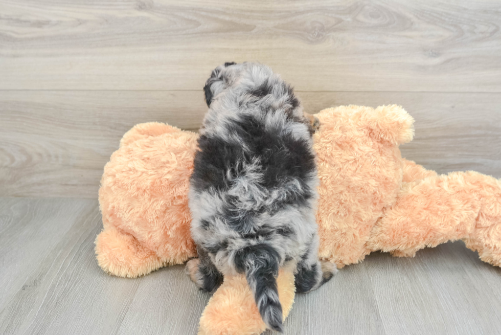 Best Mini Aussiedoodle Baby