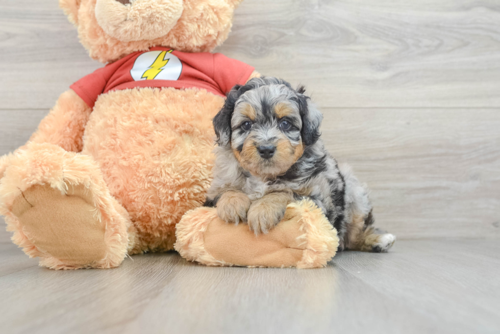 Smart Mini Aussiedoodle Poodle Mix Pup