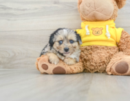 7 week old Mini Aussiedoodle Puppy For Sale - Pilesgrove Pups