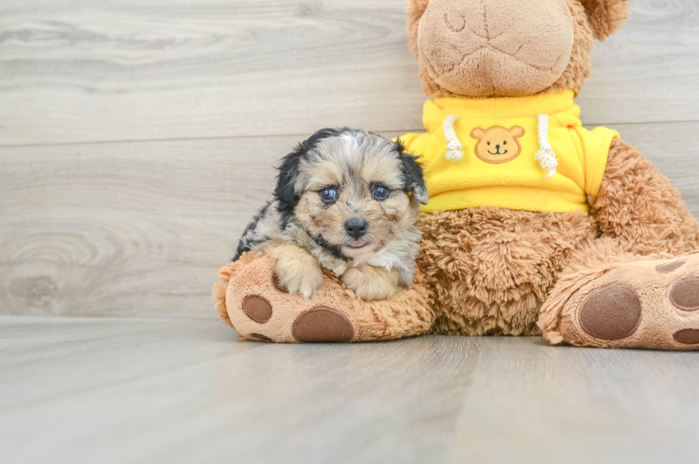 7 week old Mini Aussiedoodle Puppy For Sale - Pilesgrove Pups