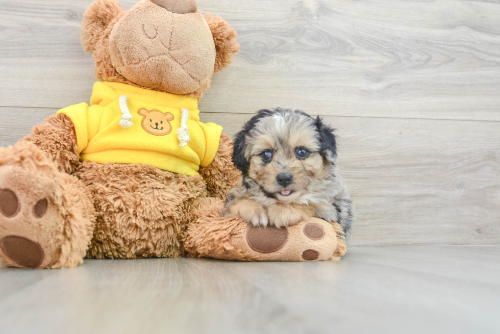 Mini Aussiedoodle Pup Being Cute