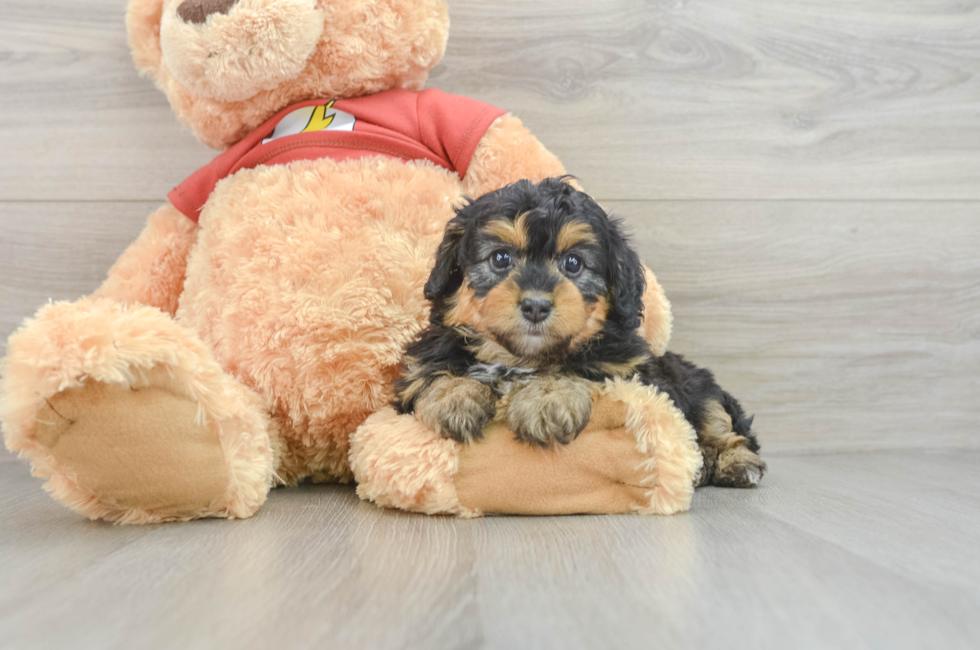 7 week old Mini Aussiedoodle Puppy For Sale - Pilesgrove Pups