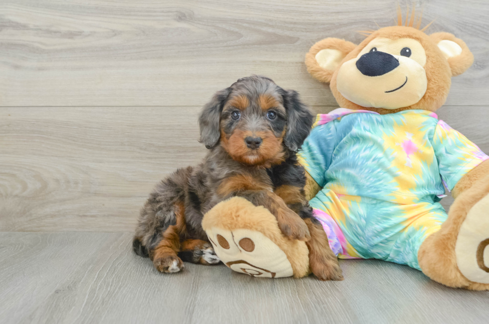 6 week old Mini Aussiedoodle Puppy For Sale - Pilesgrove Pups