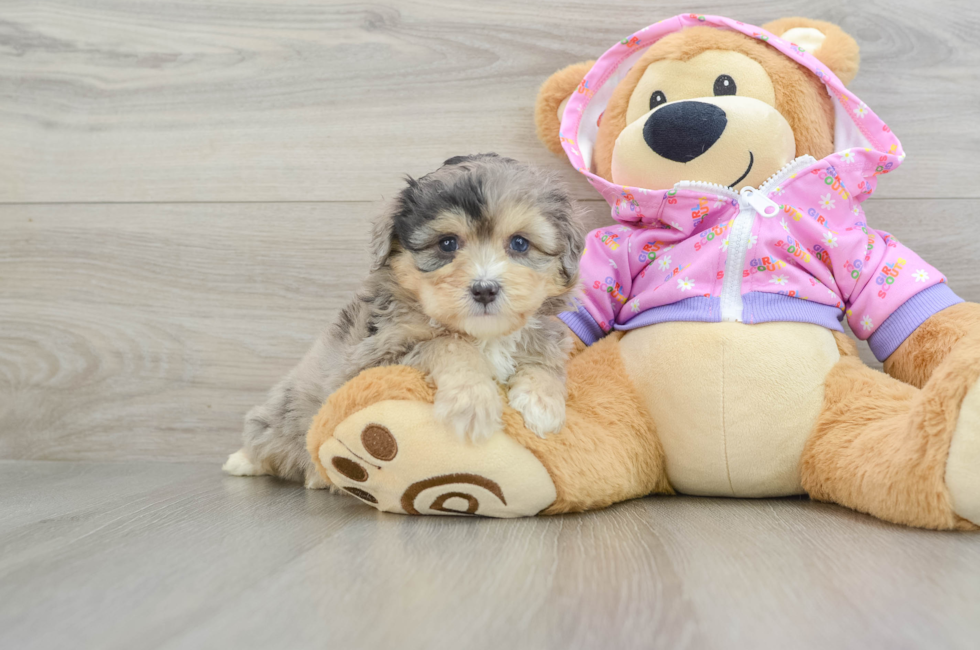 5 week old Mini Aussiedoodle Puppy For Sale - Pilesgrove Pups