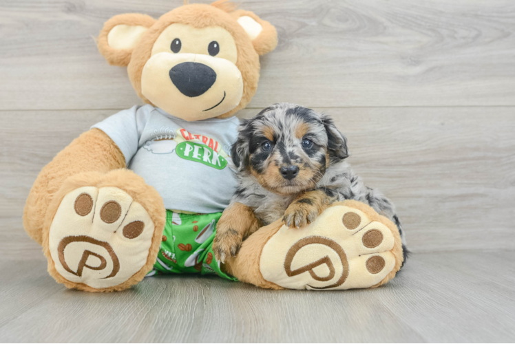 Mini Aussiedoodle Pup Being Cute