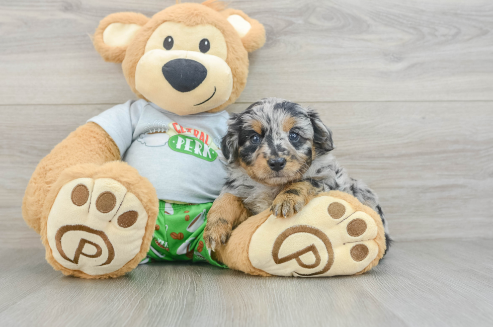 6 week old Mini Aussiedoodle Puppy For Sale - Pilesgrove Pups