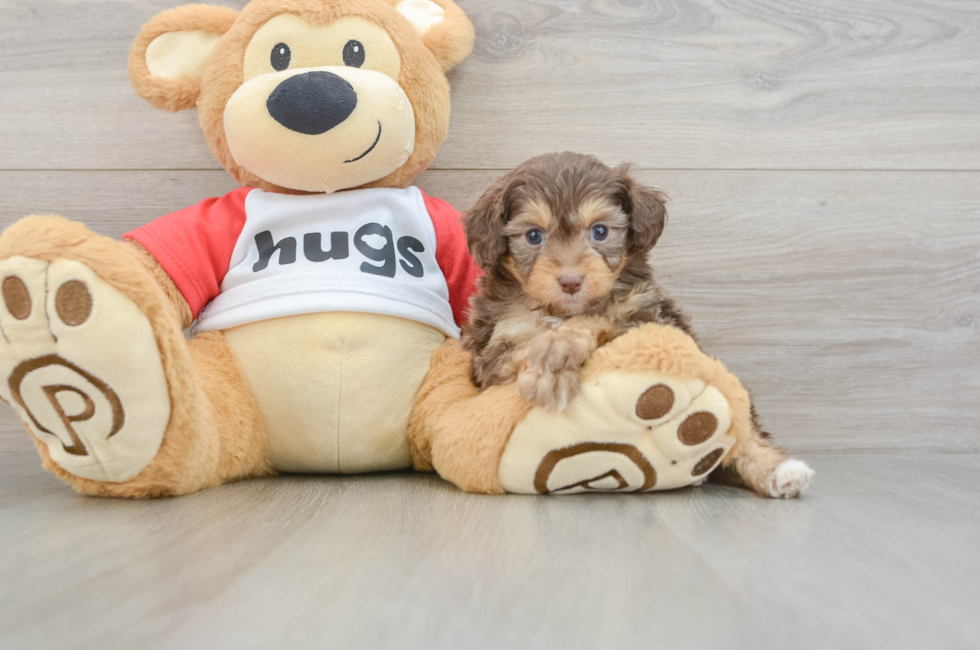 5 week old Mini Aussiedoodle Puppy For Sale - Pilesgrove Pups
