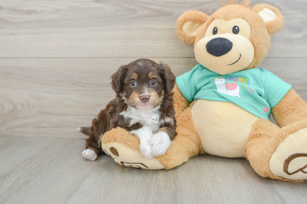 5 week old Mini Aussiedoodle Puppy For Sale - Pilesgrove Pups