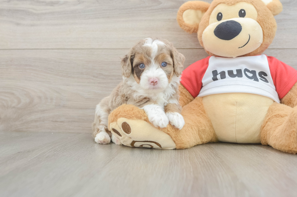 5 week old Mini Aussiedoodle Puppy For Sale - Pilesgrove Pups