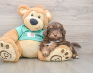 5 week old Mini Aussiedoodle Puppy For Sale - Pilesgrove Pups