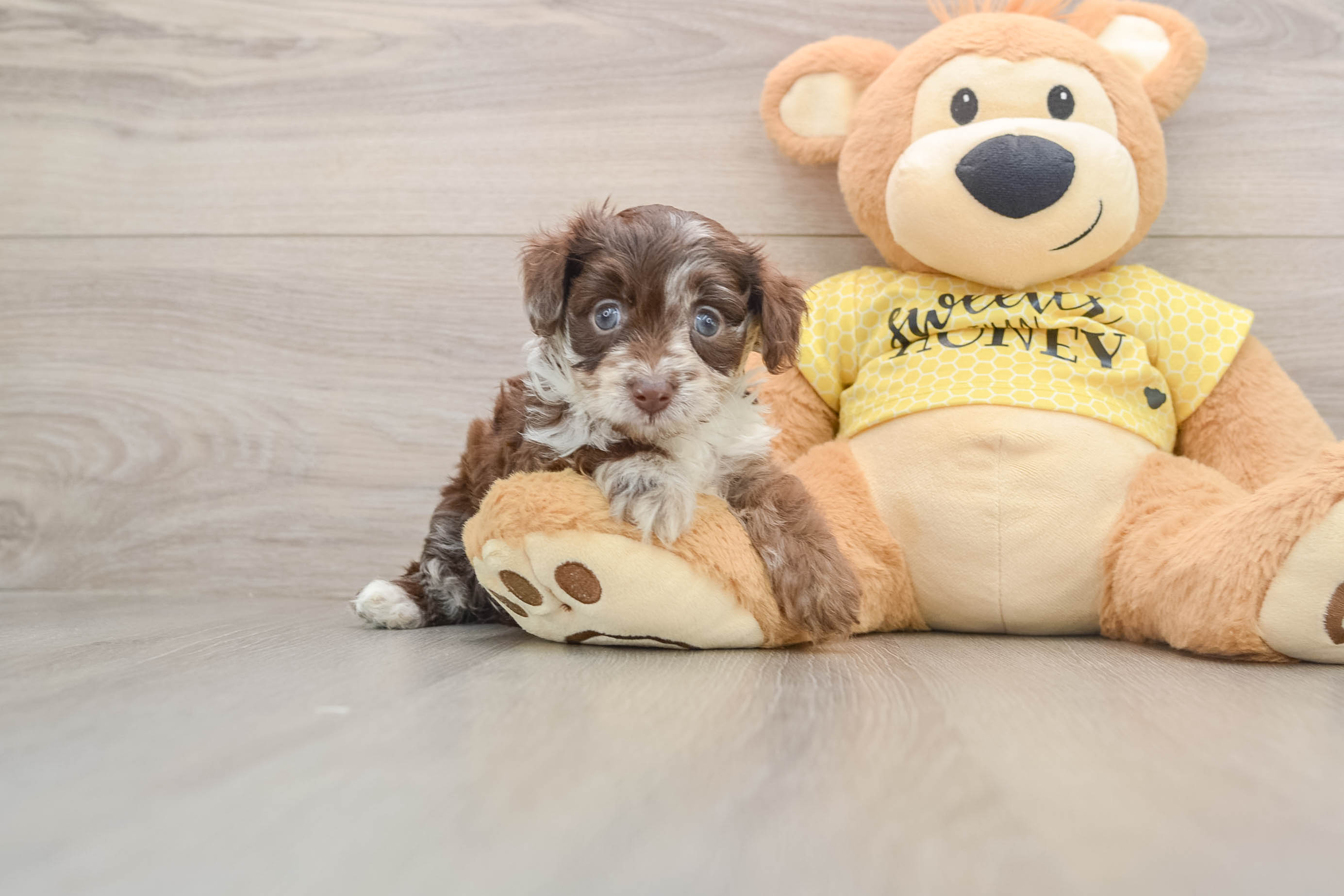 Smart Mini Aussiedoodle Poodle Mix Pup