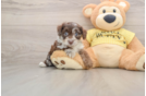 Smart Mini Aussiedoodle Poodle Mix Pup