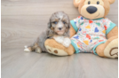 Mini Aussiedoodle Puppy for Adoption