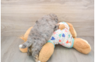 Energetic Aussiepoo Poodle Mix Puppy