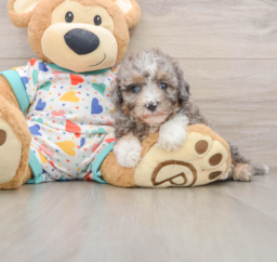8 week old Mini Aussiedoodle Puppy For Sale - Pilesgrove Pups