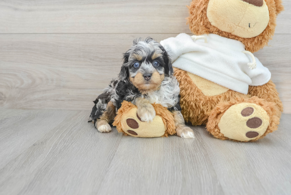 Mini Aussiedoodle Puppy for Adoption