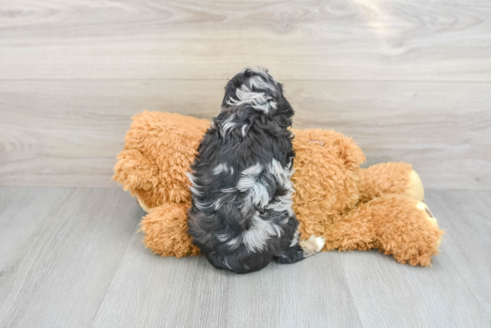 Cute Mini Aussiedoodle Baby