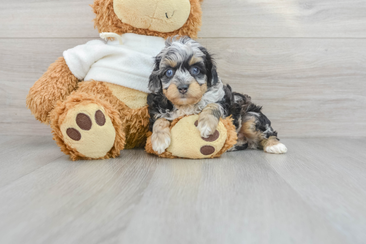 Mini Aussiedoodle Puppy for Adoption