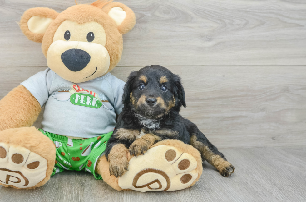 6 week old Mini Aussiedoodle Puppy For Sale - Pilesgrove Pups