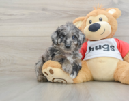 6 week old Mini Aussiedoodle Puppy For Sale - Pilesgrove Pups