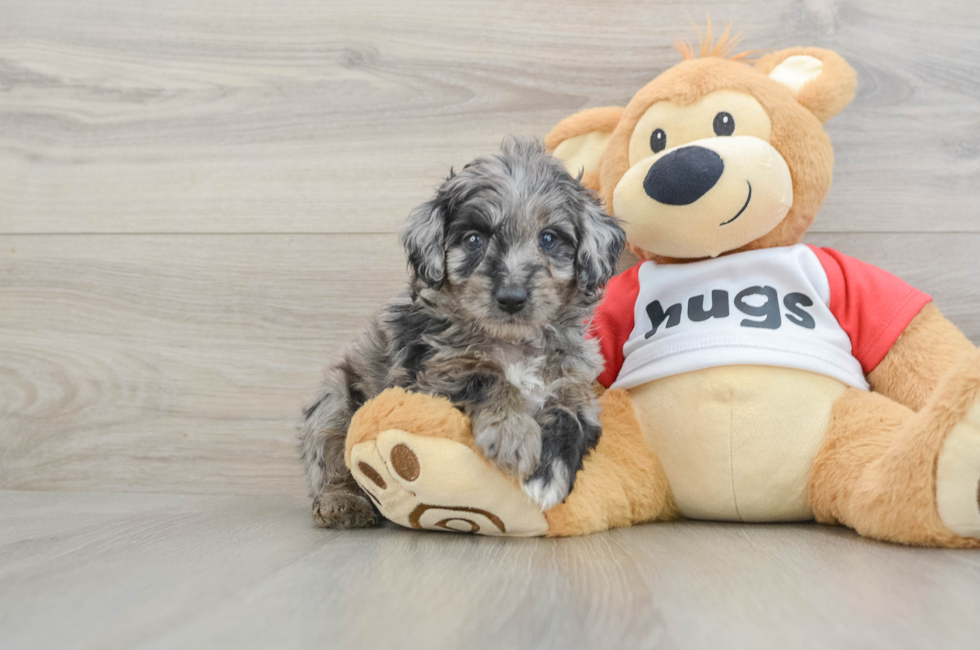 5 week old Mini Aussiedoodle Puppy For Sale - Pilesgrove Pups