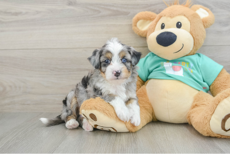 Petite Mini Aussiedoodle Poodle Mix Pup
