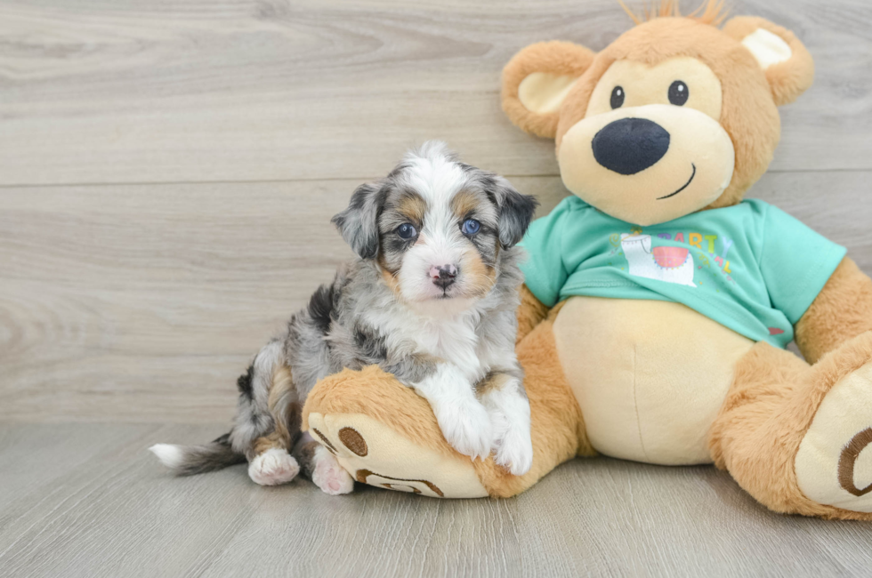5 week old Mini Aussiedoodle Puppy For Sale - Pilesgrove Pups